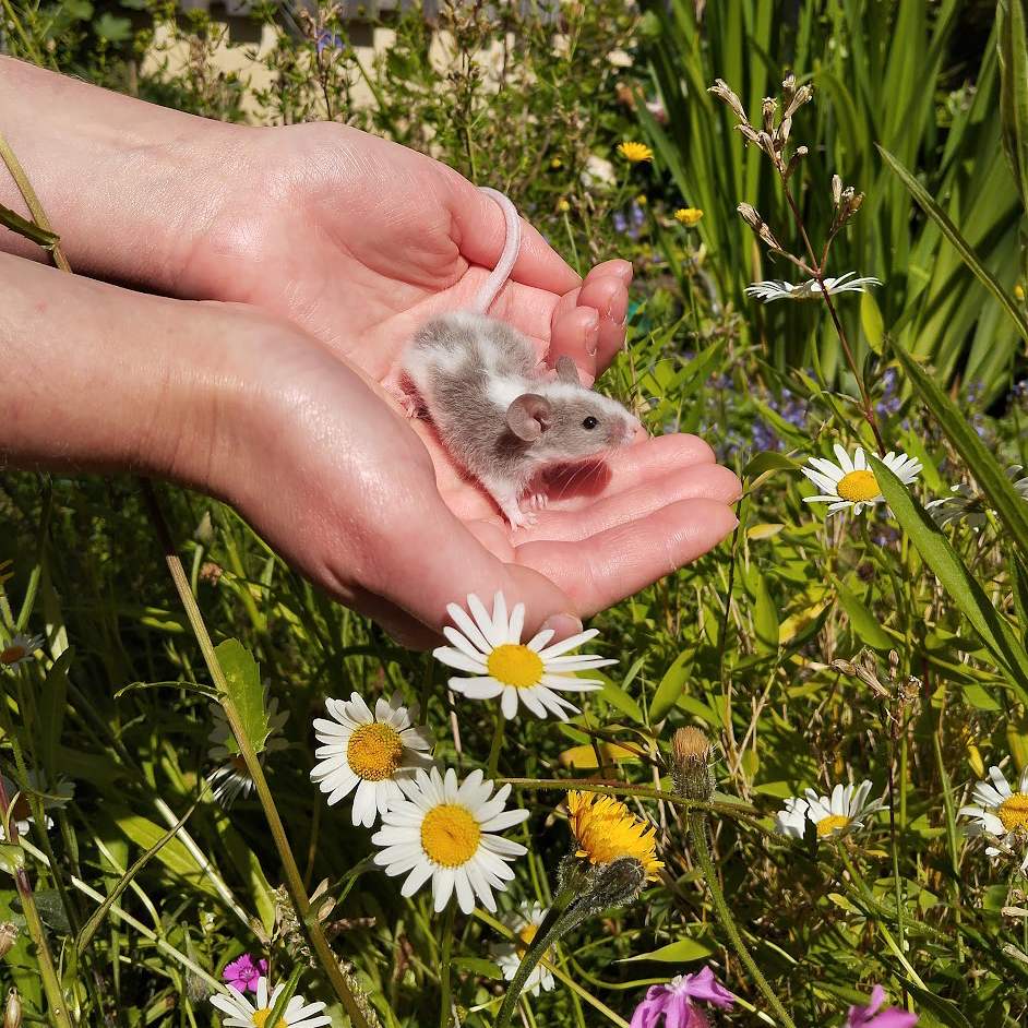 En liten mus står i någons händer, mot en bakgrund av sommarblommor En liten mus står i någons händer, mot en bakgrund av sommarblommor